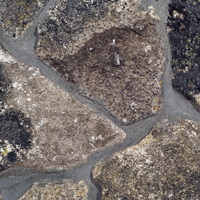 Musgo de granito